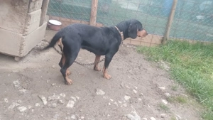 Vînd ciini de vînătoare pentru mistret .  - imagine 3