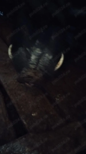 Vînd ciini de vînătoare pentru mistret .  - imagine 2