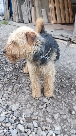 Vînd ciini de vînătoare pentru mistret . 