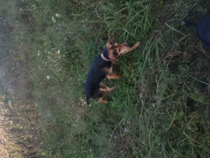 Vînd ciini de vînătoare pentru mistret .  - imagine 4