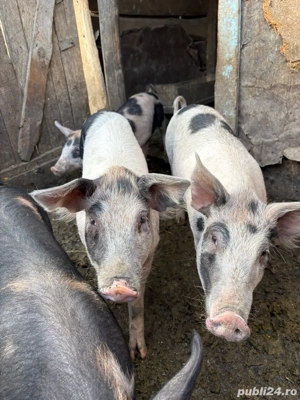 purcei de vanzare  - imagine 5