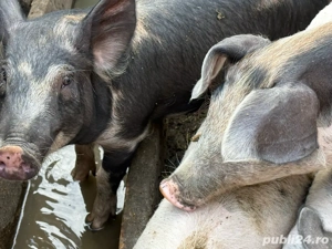 purcei de vanzare  - imagine 2