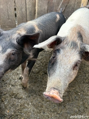 purcei de vanzare  - imagine 4