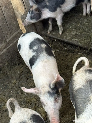 purcei de vanzare  - imagine 3