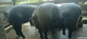 vând porci 