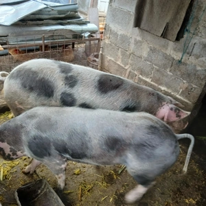 De vanzare porci de carne - imagine 2 De vanzare porci de carne - imagine 2