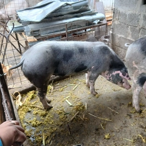 De vanzare porci de carne