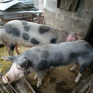 De vanzare porci de carne - imagine 3 De vanzare porci de carne - imagine 3