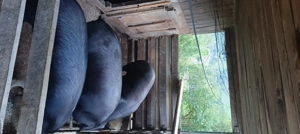 vând porci  - imagine 2