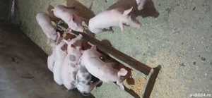 purcei pietrean de vanzare