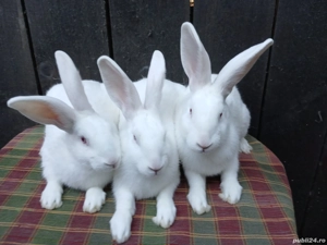 Iepuri Hycole Francez! - imagine 3