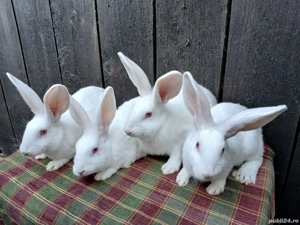 Iepuri Hycole Francez! - imagine 2