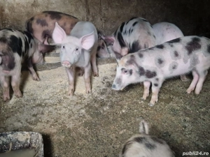 de vanzare   - imagine 2 de vanzare   - imagine 2