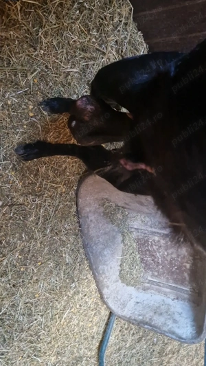 De vanzare  TAP rasa Anglo-nubiană - imagine 4