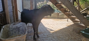 De vanzare  TAP rasa Anglo-nubiană - imagine 2