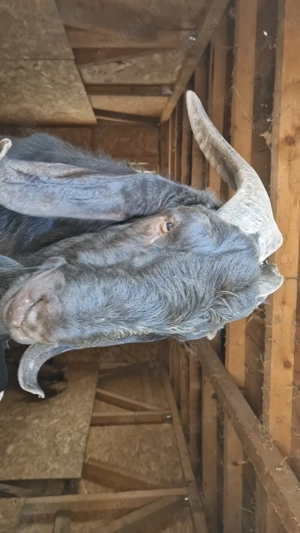 De vanzare  TAP rasa Anglo-nubiană - imagine 3