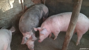 De vânzare purcei  - imagine 4 De vânzare purcei  - imagine 4