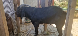 De vanzare  TAP rasa Anglo-nubiană - imagine 7