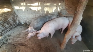 De vânzare purcei  - imagine 5 De vânzare purcei  - imagine 5