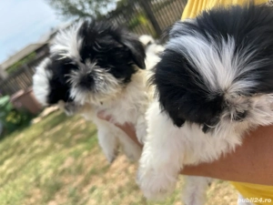 shihtzu dragalasi - imagine 2