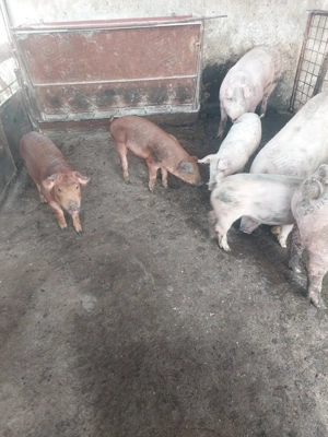 vind grasuni  - imagine 2 vind grasuni  - imagine 2