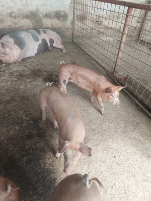 vind grasuni  - imagine 3 vind grasuni  - imagine 3