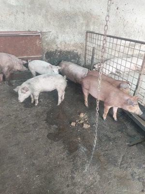 vind grasuni  - imagine 4 vind grasuni  - imagine 4