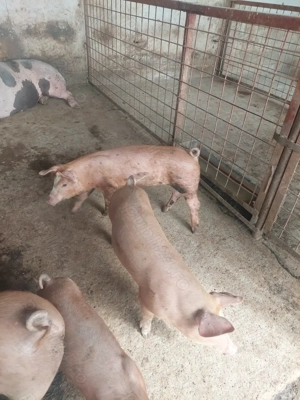 vind grasuni  - imagine 5 vind grasuni  - imagine 5