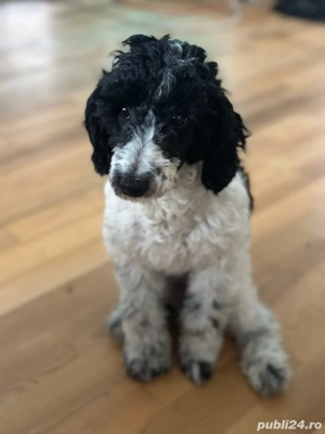 Pudel arlechin(alb negru)