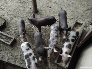 Vând purcei  - imagine 2