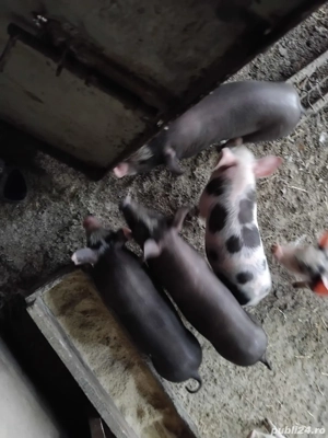 Vând purcei  - imagine 3