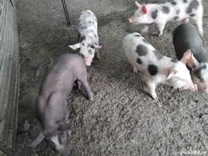 Vând purcei  - imagine 4