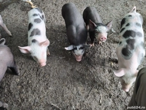 Vând purcei  - imagine 5