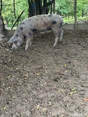 vand o purcica - imagine 3