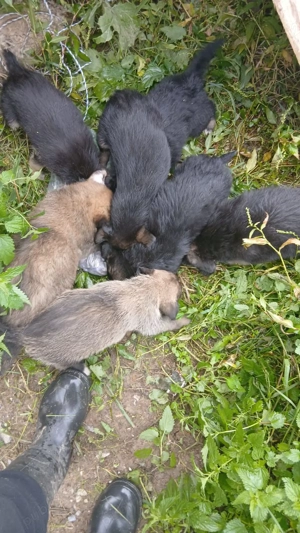 Donez catelusi abandonati