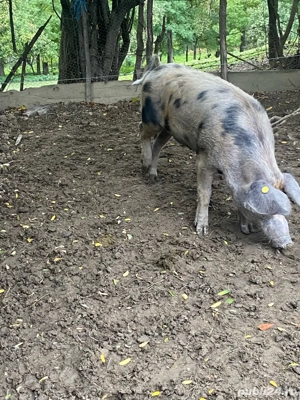 vand o purcica - imagine 2