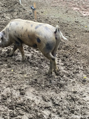 vand o purcica - imagine 4