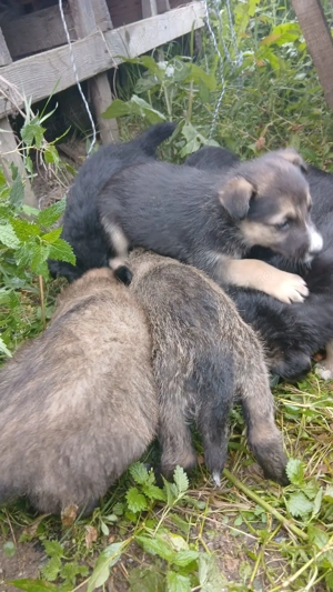 Donez catelusi abandonati - imagine 2