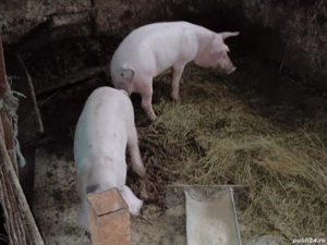 vând purcei patru luni - imagine 2 vând purcei patru luni - imagine 2