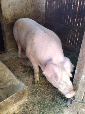 Porci pentru Crăciun 300 si 220kg, poze reale - imagine 4