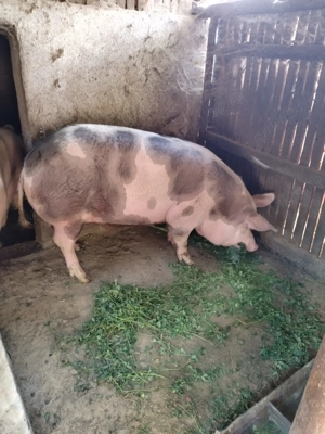 Porci pentru Crăciun 300 si 220kg, poze reale - imagine 3