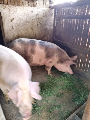 Porci pentru Crăciun 300 si 220kg, poze reale - imagine 2