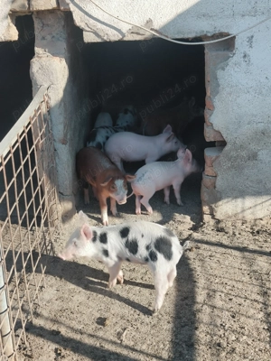 Vând purcei  - imagine 2