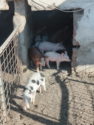 Vând purcei  - imagine 4