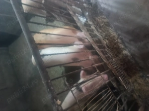 Porci grași și grasuni