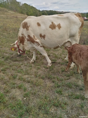Vacă cu vițel -de vânzare.