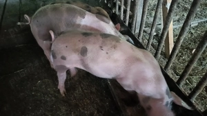 Purcei de vanzare - imagine 3