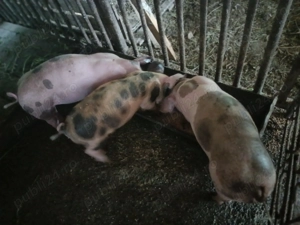 Purcei de vanzare - imagine 5