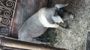 Purcei de vanzare - imagine 2