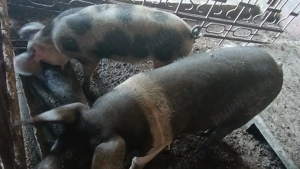 Purcei de vanzare - imagine 4